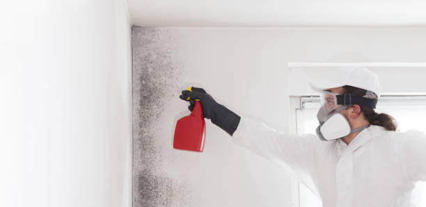 Best Same-Day Mold Removal  in New Castle, DE