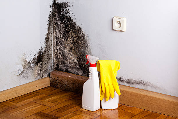 Best Mold Removal Near Me  in New Castle, DE