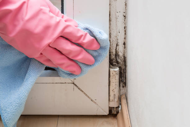 Best Black Mold Removal  in New Castle, DE